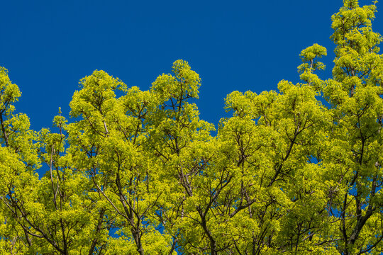 Yellow norway maple tree (Acer platanoides) in flower under blue spring sky &ndash; Minimalist two-tone nature background with high contrast