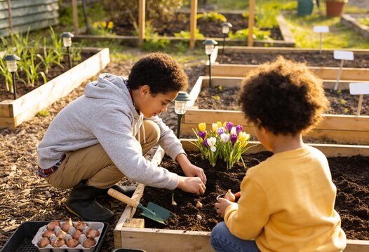 Two children planting flower bulbs in a raised garden bed at golden hour, outdoor learning and spring gardening activity with colorful crocus blooms
