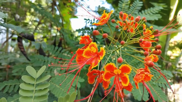 Wide shot of Vibrant orange blooms burst from lush green foliage. Sunlight filters through dense tree canopy above. Plants sway gently in natural outdoor breeze. Flowers glow vividly against verdant b