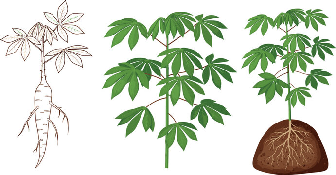 Cassava plant growth stages vector illustration set featuring manioc tree leaves roots and underground tuber development isolated on white background