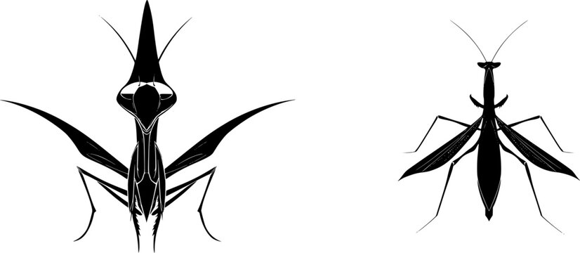 A symmetrical conehead mantis with an elongated, sharp head stands against a pure white background in minimalist flat vector art, showcasing flawless sharp edges and high contrast graphic design