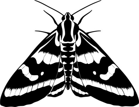 This symmetrical tiger moth pattern features bold solid black shapes against a pristine white background, rendered in minimalist flat vector art with flawless sharp edges and high contrast monochrome