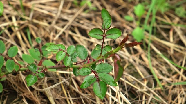 Healthy Rosehip branch on dry mulched grass background. A shrub rose seedling. The waterloo variety. Young Wild rose plant with glossy green leaves on red stems with thorns. Ornamental garden plant.