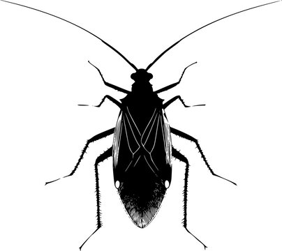 This symmetrical aphid illustration showcases a bold solid black profile with perfect crisp contours against a pure white background, rendered in minimalist flat vector art with flawless sharp edges