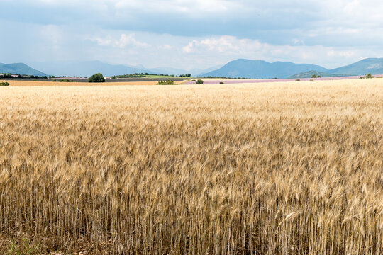 Lavande sur le plateau de Valensole en Provence