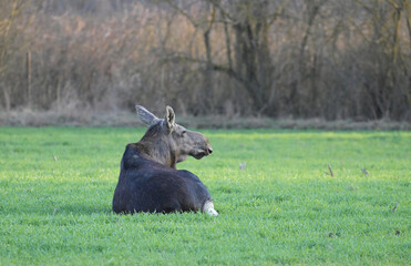  Łoś euroazjatycki (Alces alces) leżący, odwrócony tyłem, siedzący na polu, zielonej łące, na tle lasu, wczesną wiosną © Joanna