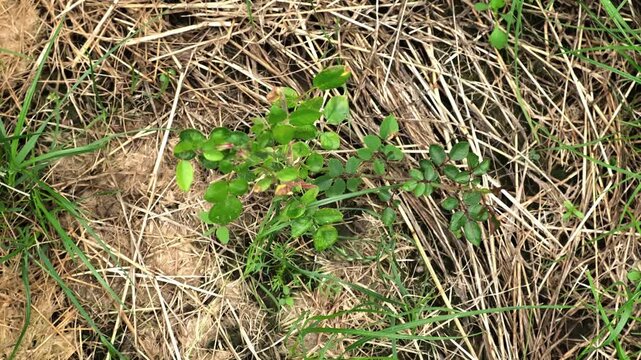 Healthy Rosehip branch on dry mulched grass background. A shrub rose seedling. The waterloo variety. Young Wild rose plant with glossy green leaves on red stems with thorns. Ornamental garden plant.