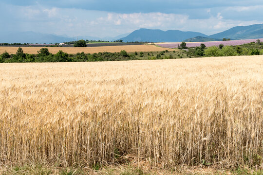 Lavande sur le plateau de Valensole en Provence