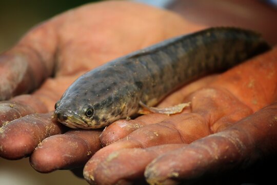 big snakehead murrel fish in nice blur background HD