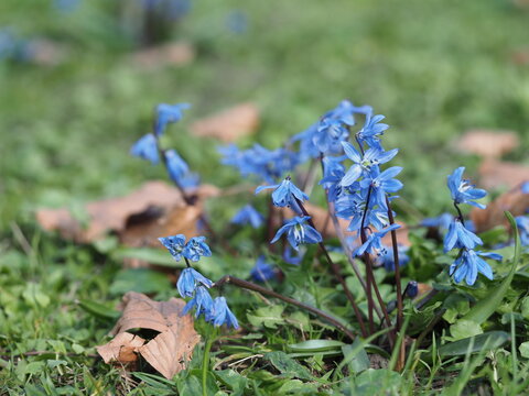 Close up of vibrant blue scilla siberica flowers growing in a sunny garden with dry leaves background