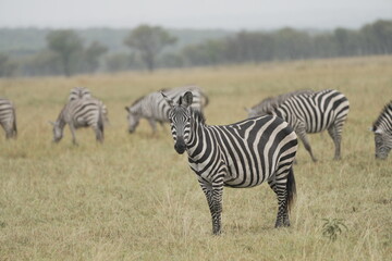 Obraz premium Plains zebra in foreground with herd in background in savannah, Central Serengeti, Tanzania