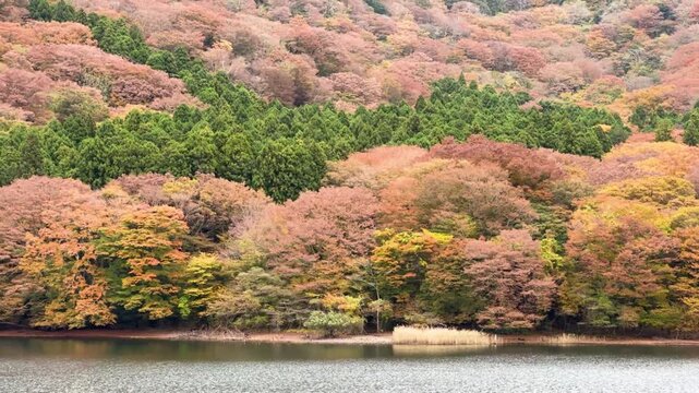 Scenic autumn landscape in Japan with colorful foliage on trees lining the shore of a Ashi Lake,  tc01