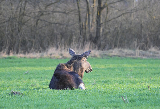  Łoś euroazjatycki (Alces alces) leżący, odwr&oacute;cony tyłem, siedzący na polu, zielonej łące, na tle lasu, wczesną wiosną