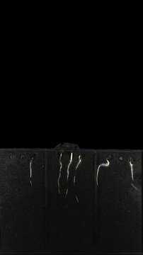 To explore the root growth buckwheat  (Fagopyrum esculentum) seed was placed in a rhizobox filled with the dirt. Buckwheat was grown in rhizobox for 13 days, vertical orientation