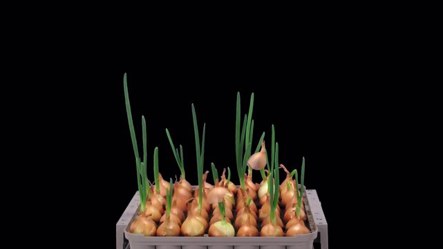 Time lapse of growing green onions (Allium cepa) with ALPHA transparency channel isolated on black background
