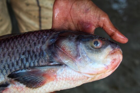 catla carp fish hand in nice blur background