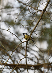 sikorka bogatka (Parus major) siedząca wysoko na gałęzi drzewa w lesie, wczesną wiosną © Joanna