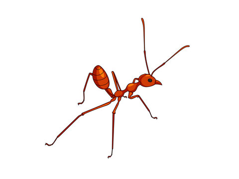 A red weaver ant's vector. Worker ants