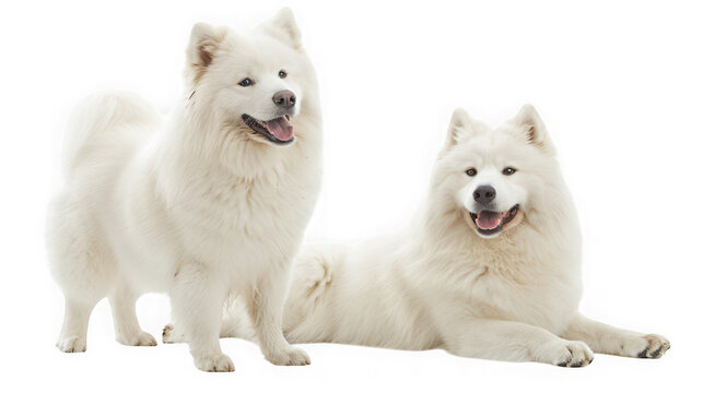 Two fluffy white samoyed dogs one standing, one lying down as PNG cutout isolated on transparent background