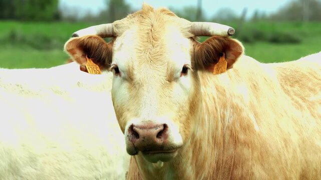head shot of cow in France