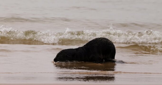 An adorable Cape fur seal pup tries to swim in the shallow waters of the Skeleton Coast sandy beach.
