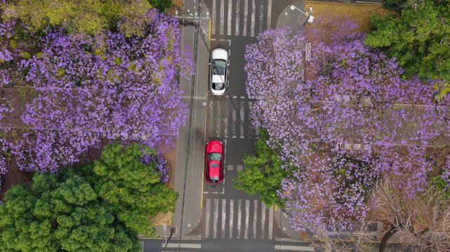 Top down drone view of intersection with purple jacaranda trees in Mexico City