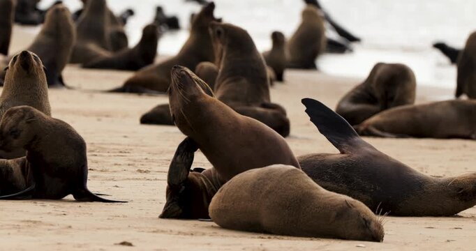 Massive colony of Cape fur seals lounging on Skeleton Coast beach in Namibia. Slow-motion shot.