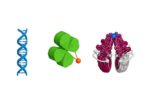 three primary rna molecules (mrna, trna, rrna) scientifically illustrated in 3d isometric style with vibrant colors and labels against a white void, comparative biological structures concept