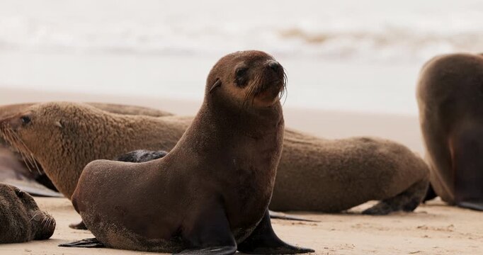 A dignified medium shot of a Cape fur seal sitting upright on the sand, looking out toward the ocean while other seals rest nearby on the shore.