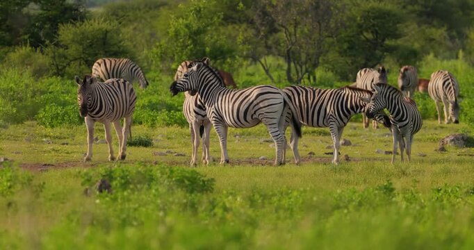 A herd of plains zebras grazing in the lush green grasslands of Etosha. Slow-motion shot.