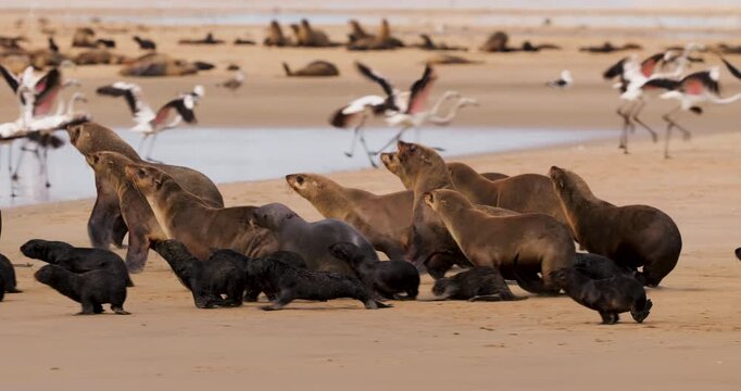 A dynamic wide shot of a large Cape fur seal colony on a sandy beach, with a flock of flamingos taking flight in the background.