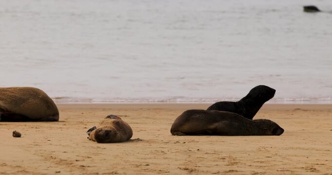 A small Cape fur seal pup sits alert on the sand between two resting adults, showcasing the size difference and social structure within the colony.
