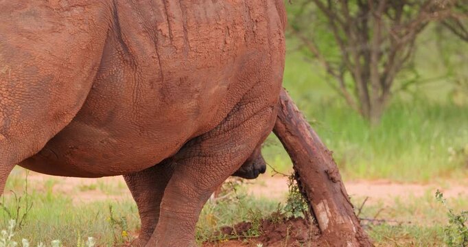 Powerful mud-caked white rhino marking territory in green bushveld. Slow-motion, close-up shot.