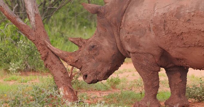 Powerful mud-caked white rhino marking territory in green bushveld. Slow-motion shot.