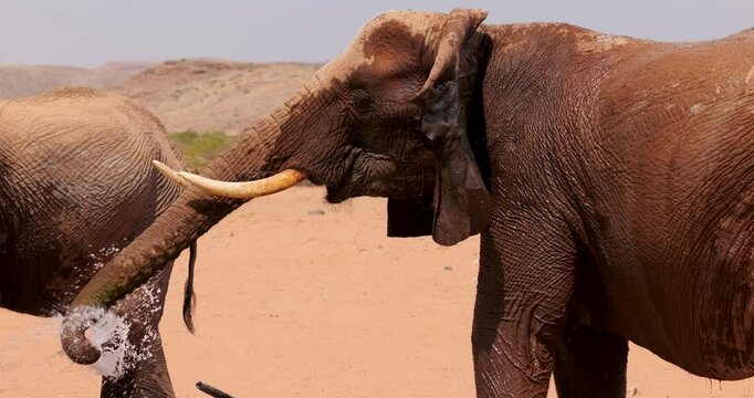 Dynamic action of desert elephants spraying mud and water at the waterhole. Slow-motion shot.