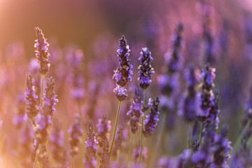 Fototapeta premium Lavande sur le plateau de Valensole en Provence