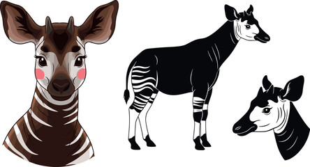 Okapi vector set featuring realistic head, full body and stylized black white okapi illustrations isolated wildlife animal collection © MstMukta
