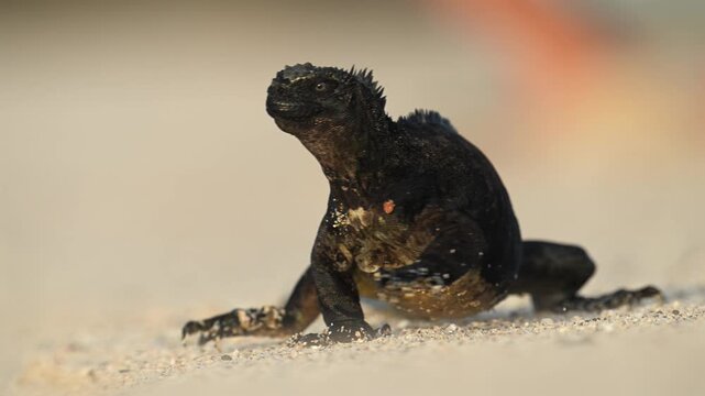 Galapagos Marine Iguana Head Portrait Against Blue Sky