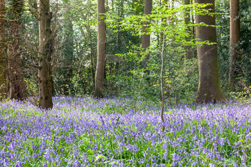 Bluebells in a woodland, English countryside © Richard Waghorn