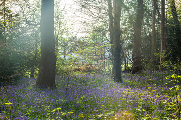 Bluebells in a woodland, English countryside © Richard Waghorn