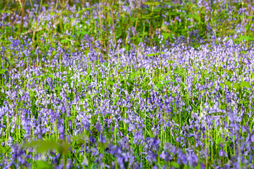Bluebells in a woodland, English countryside © Richard Waghorn