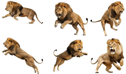 A dynamic collection of six magnificent male lions in various active poses. © Akbar