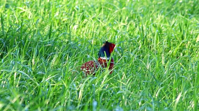 Beautiful pheasant hiding in meadow and walking through green grass on meadow or park area with red head and colorful feathers searching for food or mating location with female pheasant in spring