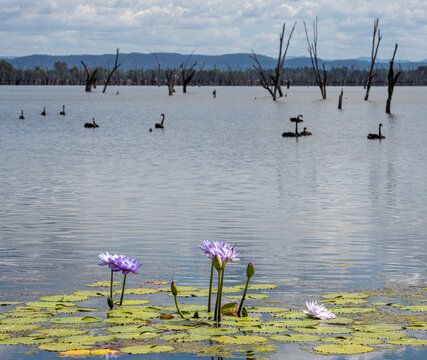 Lillies and swans in Lake Nuga Nuga