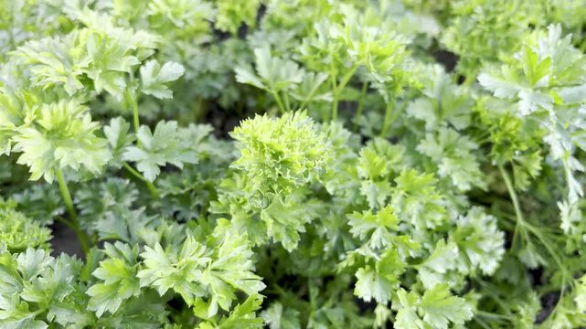 fresh parsley grows in the garden close up