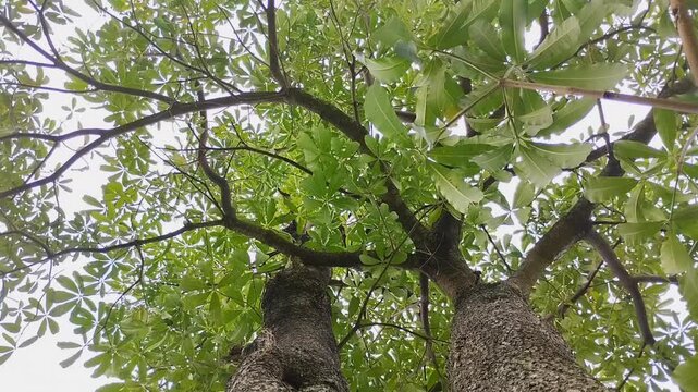 An Alstonia scholaris tree with dense green leaves and textured bark. The majestic Pule tree canopy against a clear sky is perfect for a nature backdrop