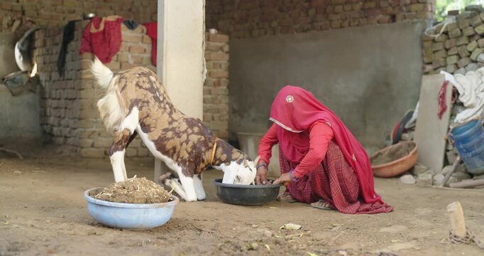 Indian mature adult mother wear saree cover head sitting do day work at cattle shed rural area. Worker lady female using plastic bowl feeding food goat eating indoor village desi life farm place