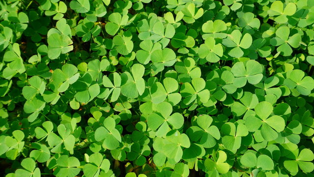 Marsilea crenata leaf cluster