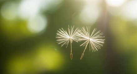 Obraz premium Delicate Dandelion Seeds in Soft Natural Light Against Green Background