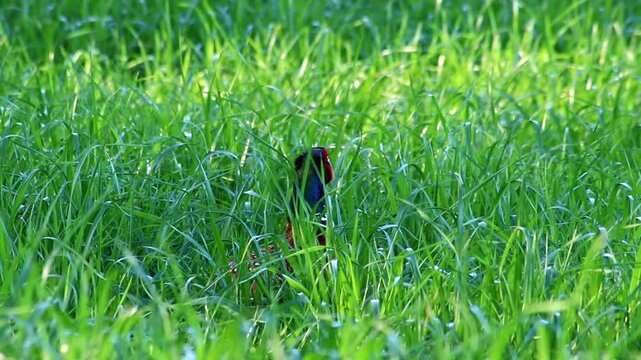 Beautiful pheasant hiding in meadow and walking through green grass on meadow or park area with red head and colorful feathers searching for food or mating location with female pheasant in spring